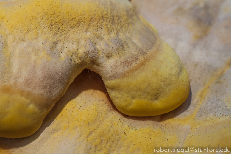 sulphur shelf